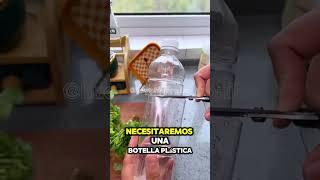 Cultivo hidropónico de silantro plantas ecologico hidroponia huertosustentable [upl. by Navets]