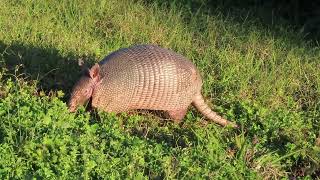 Armadillo rooting for food [upl. by Humfrey]