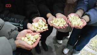 Garlic Peeling Sorting Packing Machine Line garlic packing [upl. by Aknahs]