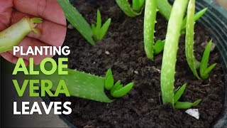 How To Plant Aloe vera Leaves [upl. by Drooff]