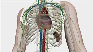 Lymphatic drainage associations USMLE Review [upl. by Candide]