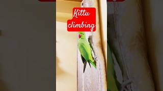 Mitthu parrot talkingparrot birds mytalkingparrot parrottalking cute animals parrotuniverse [upl. by Loux]