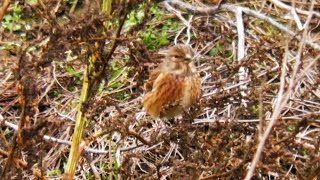 Canepar Carduelis cannabina Linnet [upl. by Lail50]