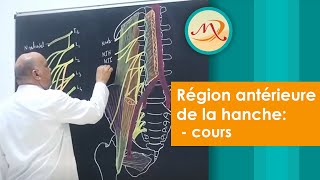 Anatomie de la région antérieure de la Hanche cours [upl. by Orthman190]