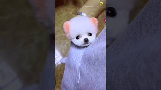 How to order a Pomeranian dog  Lily dog  Pomeranian dog  teacup dog trending shorts viral [upl. by Yauq]