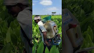 Turmeric crop  Spraying fungicides  Haldi farming 12092024 turmeric haldi farming shorts [upl. by Arundel]