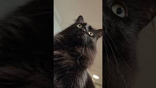 Krobus is empty  cat cutecat funnyvideos petlover pets foryou viralvideo [upl. by Odnanref25]