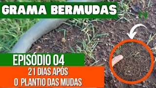 Teste com Grama Bermuda Híbrida  PARTE 04 [upl. by Murial]