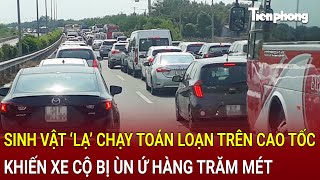 Bản tin thời sự Sinh vật ‘lạ’ chạy toán loạn trên cao tốc khiến xe cộ bị ùn ứ hàng trăm mét [upl. by Eivi253]