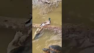 The turtle pulls the ducks leg [upl. by Zadoc]