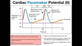 The Pacemaker Potential EXPLAINED [upl. by Llenaj]