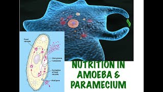 Holozoic nutrition in Amoeba amp Paramecium Life Processes part10 RooseTube Biology series [upl. by Thebault]