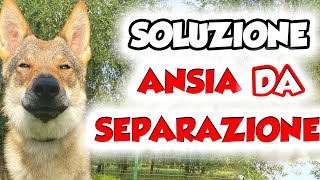 ANSIA DA SEPARAZIONE NEL CANE  COME RISOLVERE [upl. by Nosro]