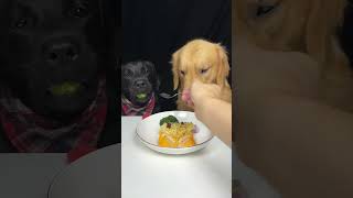 My Labrador Brother Doesnt Like Watermelon Very Much Golden and Labrador Cute Pet Debut Plan [upl. by Derdle527]