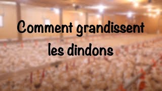 Comment grandissent les dindons [upl. by Nichole]