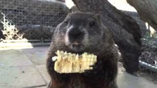 Fat Amy the ground hog eating corn [upl. by Alroy]