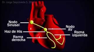 Electrocardiografía Básica Parte 34 [upl. by Noimad]