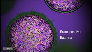 Penicillin and Antibiotic Resistance from PDB101 [upl. by Seldan399]