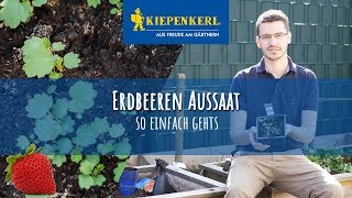 🍓 Erdbeeren Aussaat  So einfach gehts 🍓 Jungpflanzen pikieren [upl. by Rie]