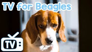 Dog Music amp TV TV for Beagle Dogs TV with Relaxing Music for Beagles [upl. by Anahs]