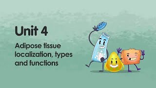 Adipose tissue localization types and functions  iMooXat [upl. by Adar]