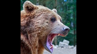 How To Survive a Bear Attack Grizzly Bear or Black Bear [upl. by Oswald]