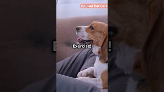 Stop Your Dogs Whining in 60 Seconds [upl. by Zetneuq]