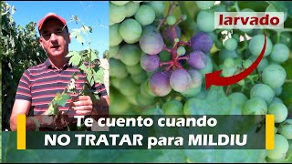 Te cuento cuándo NO TRATAR para MILDIU [upl. by Aranat]