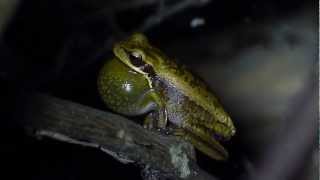 Hypsiboas prasinus vocalizando [upl. by Veradia]