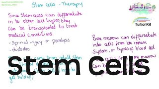 Stem Cells  Sources and Therapy  Revision for Biology GCSE and IGCSE [upl. by Base]