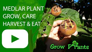 Medlar plant – grow care amp harvest Mespilus germanica [upl. by Ekeiram]