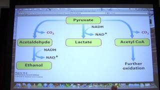 22 Biochemistry Glycolysis II Lecture for Kevin Aherns BB 450550 [upl. by Anidan]