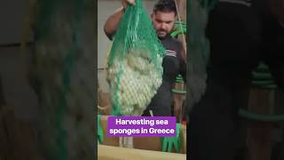 How sea sponges are harvested in Greece deepsea spongediving [upl. by Earahs]