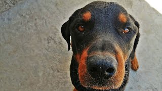 Mi ROTTWEILER con MIOSITIS  My Dog ​​has Masticatory Myositis Rottweiler [upl. by Laeahcim]