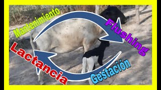 1 COMO FORMULAR DIETAS BALANCEADAS 🐑  Ciclo Productivo Ovino🌱  ADRIAN CABANA✌🏼 [upl. by Bo958]