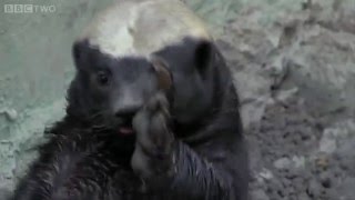 Honey Badger Houdini does Whip Nae Nae [upl. by Madigan]