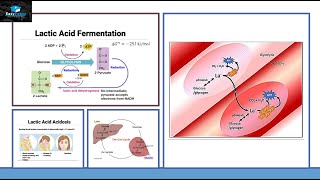 Lactic Acid Fermentation [upl. by Couhp]