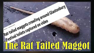 Rattailed Maggot [upl. by Engvall131]