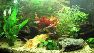 TV Aquarium HD HQ [upl. by Hephzipah917]