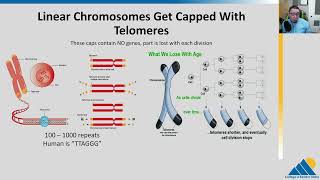 BIOL201 Ch145  DNA Replication in Eukaryotes [upl. by Adnoloy929]