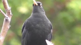 Blackbird sings a little song with closed beak  Amsel singt ein kleines Lied Turdus merula [upl. by Isawk]