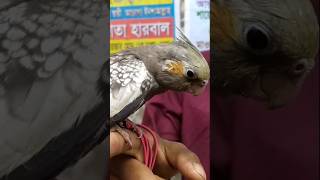 Cocktail pakhi viral viralvideo history cocktail trending foryou cute birds [upl. by Lam497]