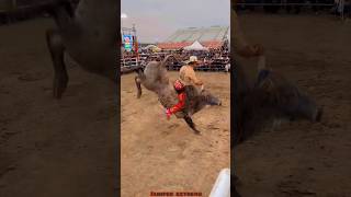 JARIPEO EXTREMO MONTA DRAMÁTICA PARA CHAPARRO DE NAYARIT😱😱🔥 jaripeo shorts [upl. by Nonnahsed623]