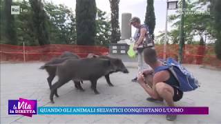 Quando gli animali selvatici conquistano luomo  La vita in diretta 04102018 [upl. by Nnaeirrac908]