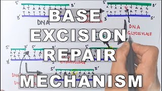 Base Excision Repair  DNA Repair Mechanism [upl. by Russian]