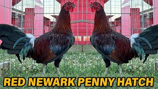 Penny Hatch Red Newark Farm [upl. by Anaxor]