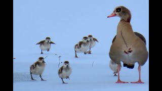 1275 Husice nilská Egyptian goose Nilgans Nijlgans Нильский гусь Kazarka egipska [upl. by Stubbs]