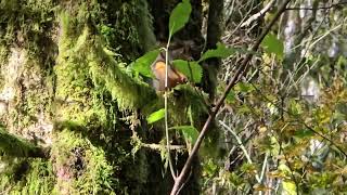 Douglas Squirrel Chickaree Calls while Eating Sitka Spruce Cone no commentary [upl. by Edwyna]