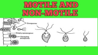 Motile and Non motile Algae bryophytes fungi and protista [upl. by Devona]