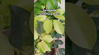 Variegated Schefflera Plant ornamentalplant beautifulleaves Rajshreecreation2024 [upl. by Asnarepse560]